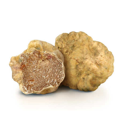 Tartufo bianco pregiato fresco (tuber magnatum pico)