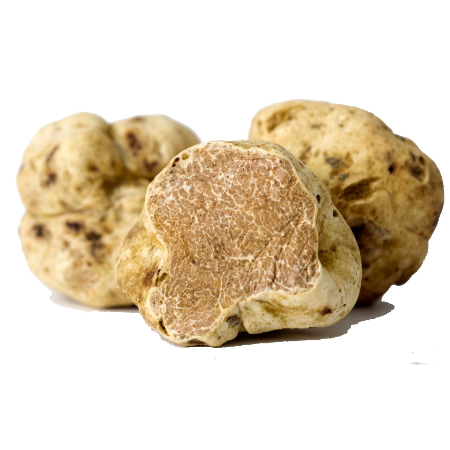 Tartufo bianco pregiato fresco (tuber magnatum pico)