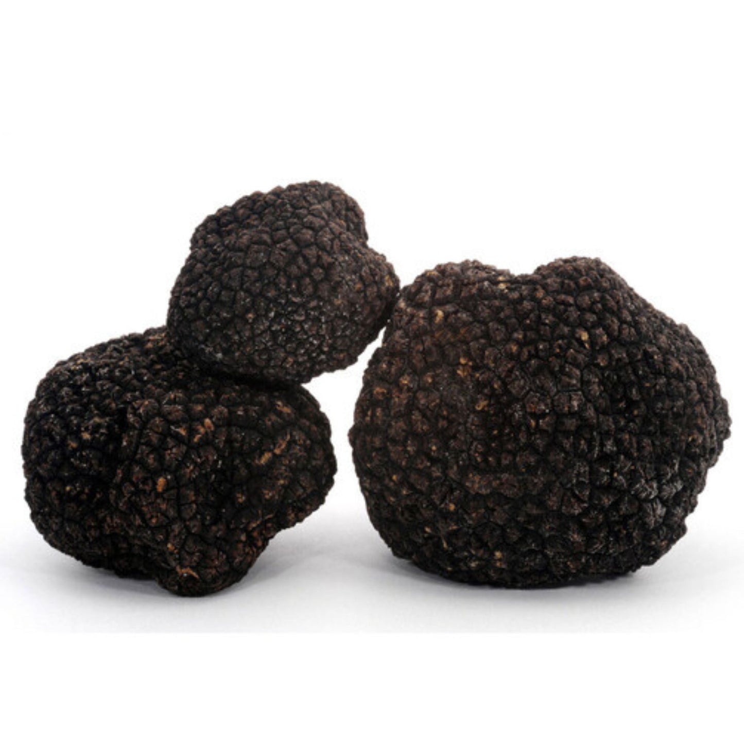 Tartufo Nero “Estivo” | Scorzone (tuber Aestivum Vittadini)