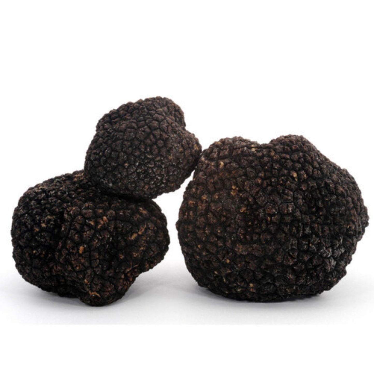 Tartufo nero pregiato fresco (tuber melanosporum vitt.)
