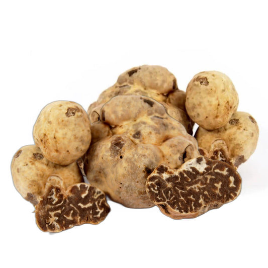 Tartufo bianchetto fresco (tuber borchii vitt. o tuber albidum pico)