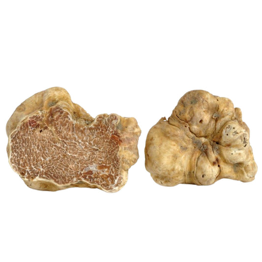 Tartufo bianco pregiato fresco (tuber magnatum pico)