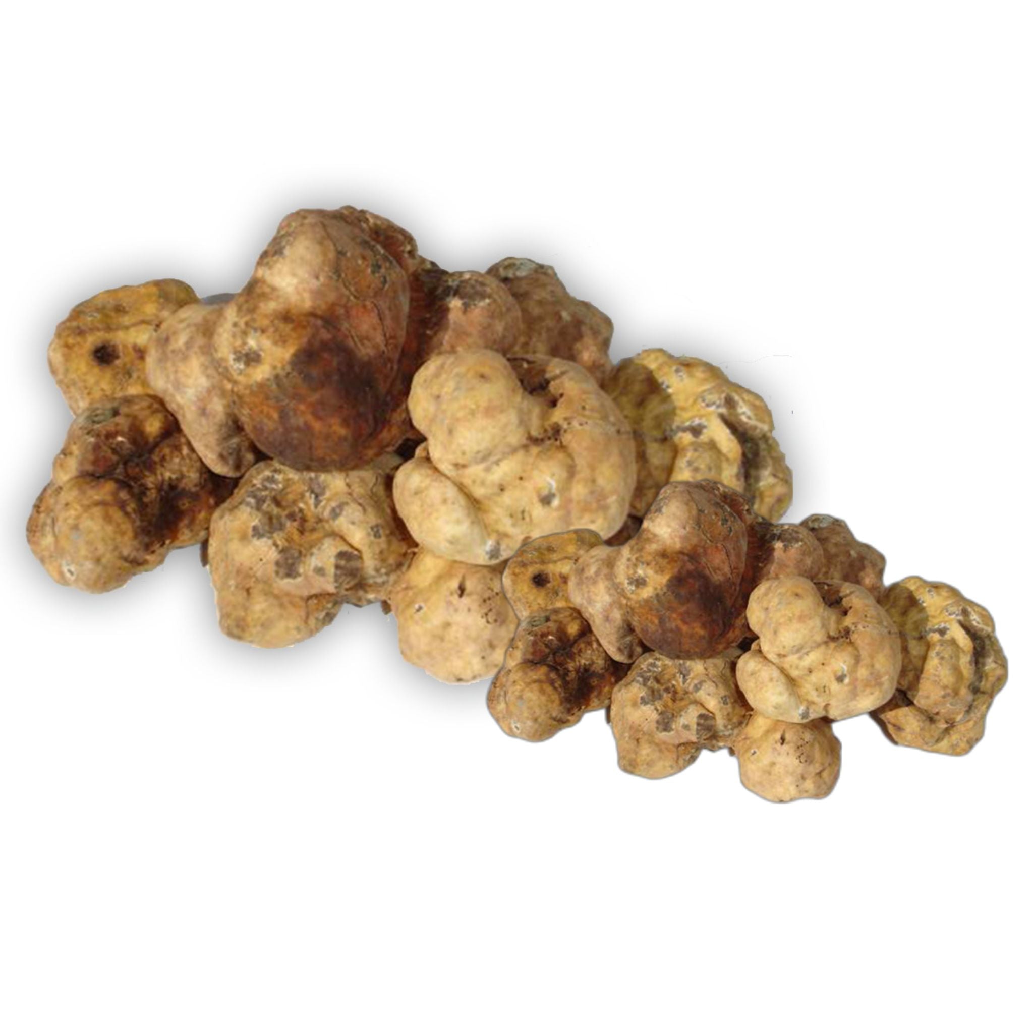 Tartufo bianchetto fresco (tuber borchii vitt. o tuber albidum pico ...